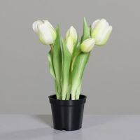 Tulpen im schwarzen Kunststofftopf creme 25cm