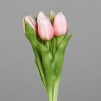 Tulpen Bund rose 31cm