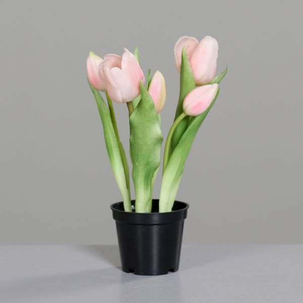 Tulpen im schwarzen Kunststofftopf rose 25cm