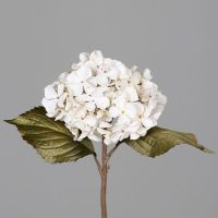 Hortensie trocken optik cream 45cm