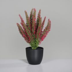 Erika (Calluna) im Topf fuchsia 33cm