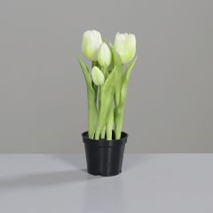 Tulpen im schwarzen Kunststofftopf creme 25cm