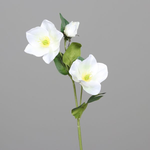 Christrose m. zwei blüten 33cm cream