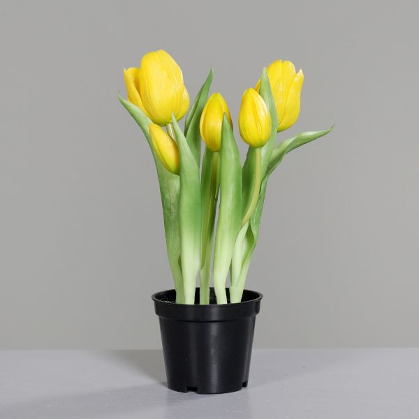 Tulpen im schwarzen Kunststofftopf gelb 25cm