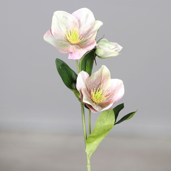 Christrose m. zwei Blüten 33cm rosee