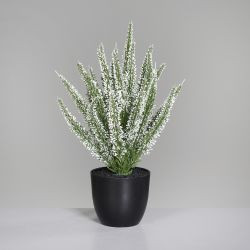 Erika (Calluna) im Topf creme 33cm