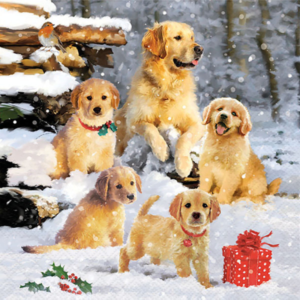 Serviette Golden retriever puppies FSC Mix