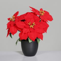 Poinsettia im schwarzen Kunststofftopf 32cm rot