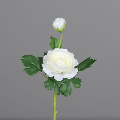 Ranunkel m.1 Blüte und 1Knospe 35cm cream