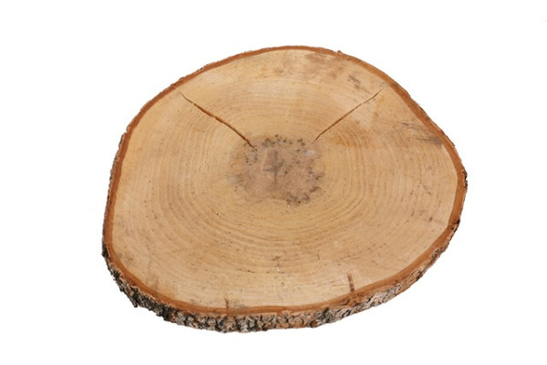 Holzscheibe Birkenholz Ø26-29x2cm