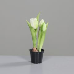 Tulpen im schwarzen Kunststofftopf creme 24cm