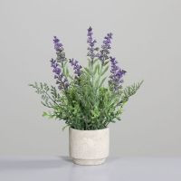 Lavendel im grauen Zement Topf 28cm Topf:7,5x8cm