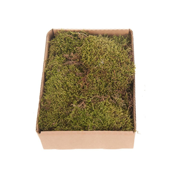 Moos Platte 150g natur