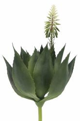 Sukkulente mit Blüte grün 46 D26cm