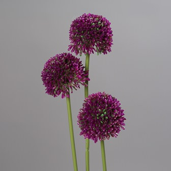 Alliumset purple 46cm