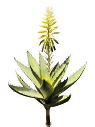 Sukkulente m.Blüte grün 42,5cm