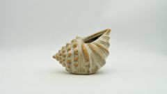 Vase Muschel creme 15x9,7x11,5cm